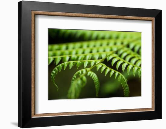 Fern, Indonesia, Southeast Asia-John Alexander-Framed Photographic Print