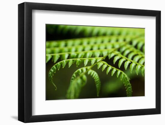 Fern, Indonesia, Southeast Asia-John Alexander-Framed Photographic Print