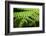 Fern, Indonesia, Southeast Asia-John Alexander-Framed Photographic Print