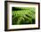 Fern, Indonesia, Southeast Asia-John Alexander-Framed Photographic Print