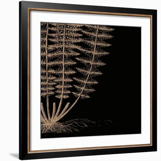 Fern IV (on black)-Botanical Series-Framed Art Print