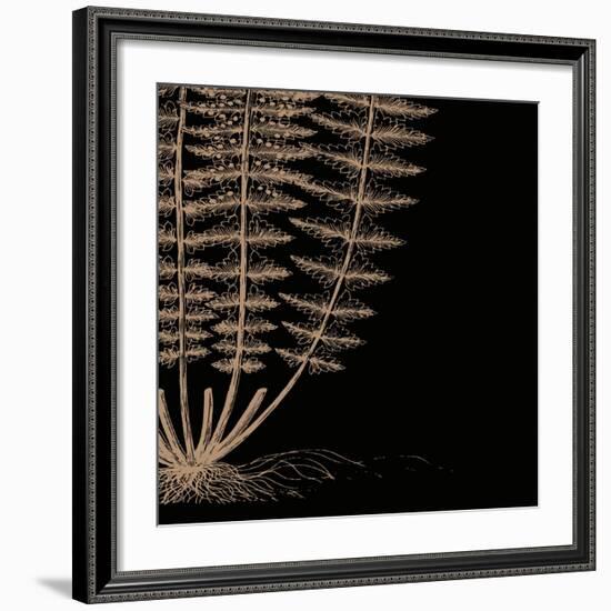 Fern IV (on black)-Botanical Series-Framed Art Print