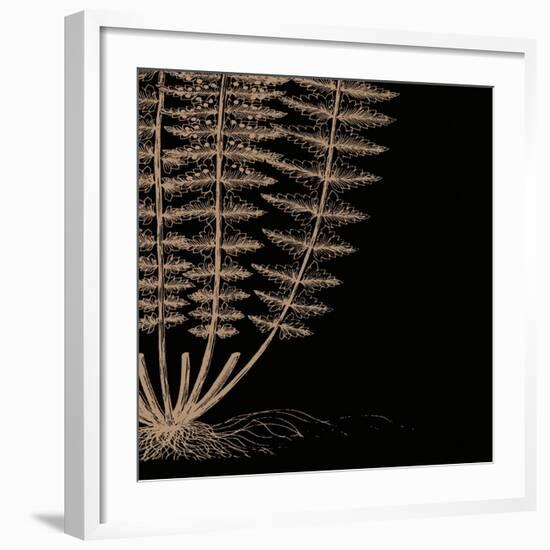 Fern IV (on black)-Botanical Series-Framed Art Print