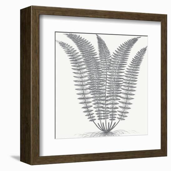 Fern (Ivory & Gray)-Botanical Series-Framed Art Print