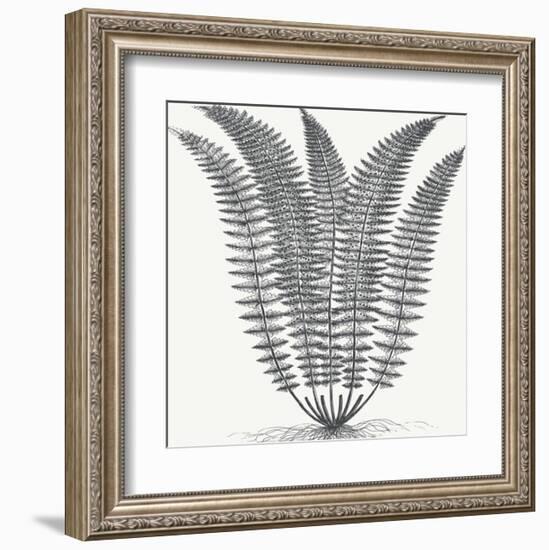 Fern (Ivory & Ink)-Botanical Series-Framed Art Print