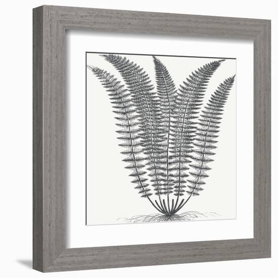 Fern (Ivory & Ink)-Botanical Series-Framed Art Print