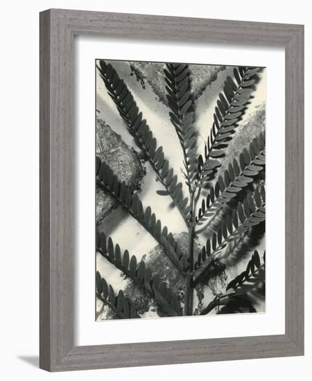 Fern Leaf, 1954-Brett Weston-Framed Photographic Print