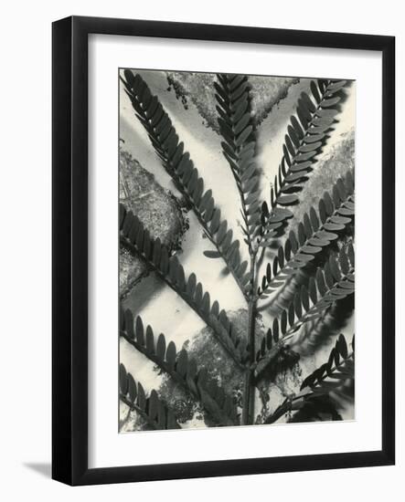 Fern Leaf, 1954-Brett Weston-Framed Photographic Print