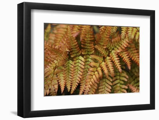 Fern Leaf Close-up-Anna Miller-Framed Photographic Print