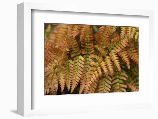 Fern Leaf Close-up-Anna Miller-Framed Photographic Print