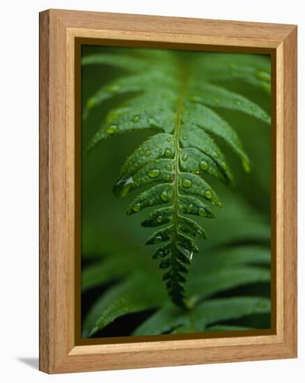 Fern Leaf-Doug Wilson-Framed Premier Image Canvas