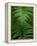 Fern Leaf-Doug Wilson-Framed Premier Image Canvas