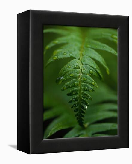 Fern Leaf-Doug Wilson-Framed Premier Image Canvas