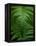 Fern Leaf-Doug Wilson-Framed Premier Image Canvas