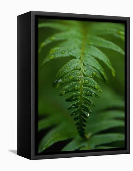 Fern Leaf-Doug Wilson-Framed Premier Image Canvas