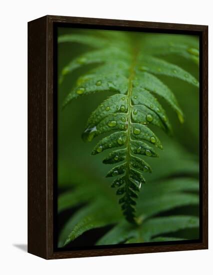Fern Leaf-Doug Wilson-Framed Premier Image Canvas