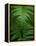 Fern Leaf-Doug Wilson-Framed Premier Image Canvas