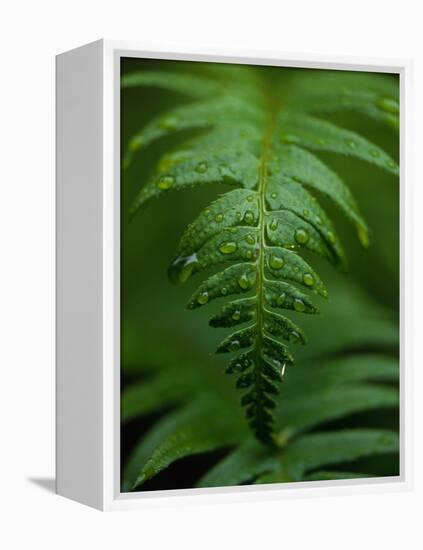 Fern Leaf-Doug Wilson-Framed Premier Image Canvas