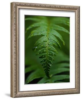 Fern Leaf-Doug Wilson-Framed Photographic Print