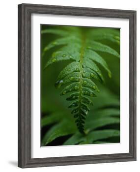 Fern Leaf-Doug Wilson-Framed Photographic Print