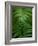 Fern Leaf-Doug Wilson-Framed Photographic Print