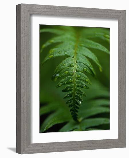 Fern Leaf-Doug Wilson-Framed Photographic Print