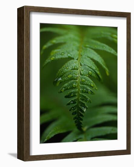 Fern Leaf-Doug Wilson-Framed Photographic Print