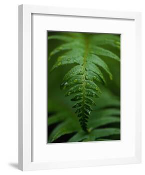 Fern Leaf-Doug Wilson-Framed Photographic Print