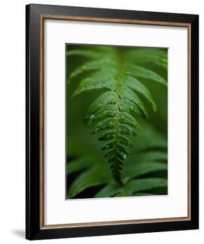 Fern Leaf-Doug Wilson-Framed Photographic Print