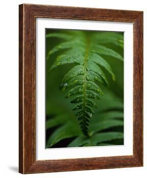 Fern Leaf-Doug Wilson-Framed Photographic Print