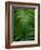 Fern Leaf-Doug Wilson-Framed Photographic Print