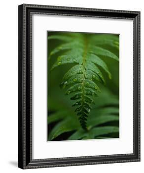 Fern Leaf-Doug Wilson-Framed Photographic Print
