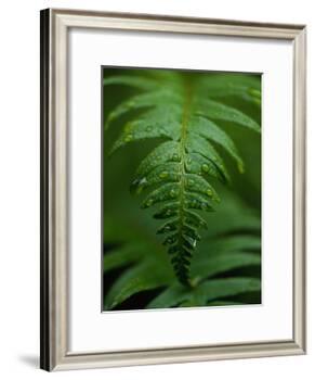 Fern Leaf-Doug Wilson-Framed Photographic Print