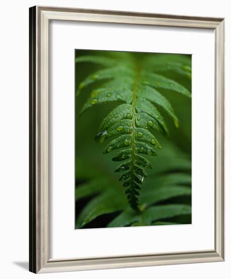 Fern Leaf-Doug Wilson-Framed Photographic Print