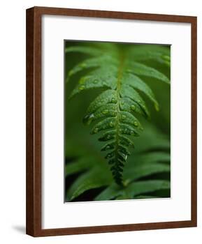 Fern Leaf-Doug Wilson-Framed Photographic Print