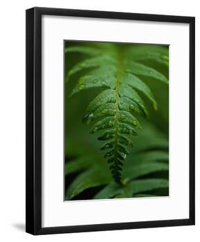 Fern Leaf-Doug Wilson-Framed Photographic Print