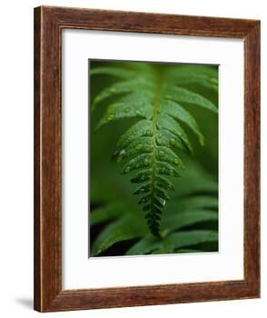 Fern Leaf-Doug Wilson-Framed Photographic Print
