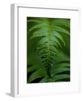 Fern Leaf-Doug Wilson-Framed Photographic Print