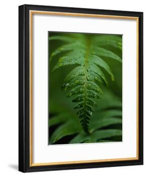 Fern Leaf-Doug Wilson-Framed Photographic Print