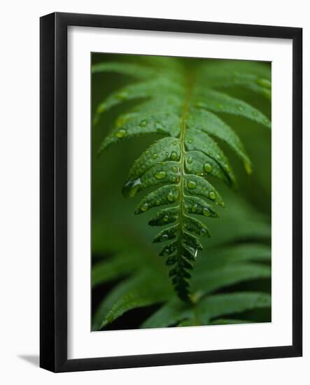 Fern Leaf-Doug Wilson-Framed Photographic Print