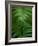 Fern Leaf-Doug Wilson-Framed Photographic Print