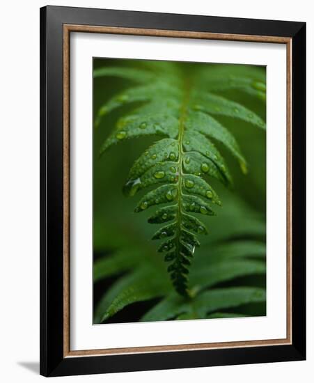 Fern Leaf-Doug Wilson-Framed Photographic Print