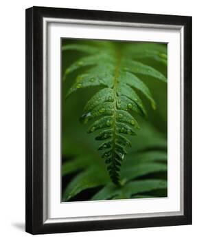Fern Leaf-Doug Wilson-Framed Photographic Print