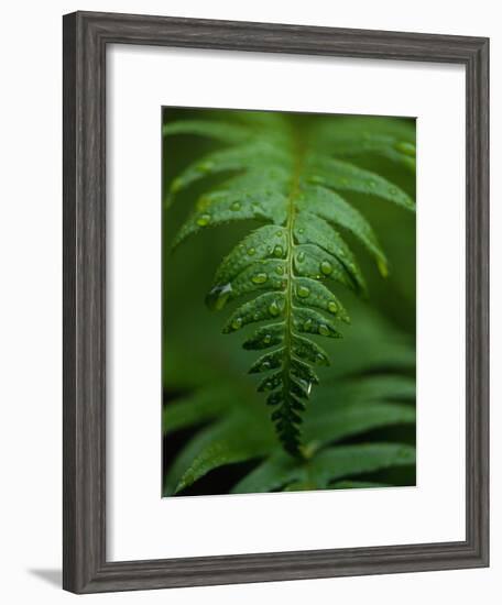 Fern Leaf-Doug Wilson-Framed Photographic Print