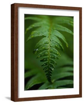 Fern Leaf-Doug Wilson-Framed Photographic Print
