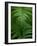 Fern Leaf-Doug Wilson-Framed Photographic Print