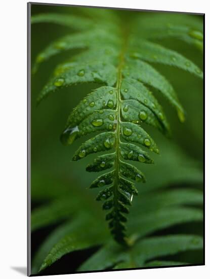 Fern Leaf-Doug Wilson-Mounted Photographic Print