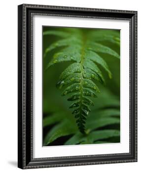 Fern Leaf-Doug Wilson-Framed Photographic Print