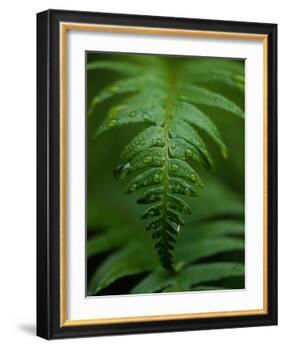 Fern Leaf-Doug Wilson-Framed Photographic Print