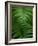 Fern Leaf-Doug Wilson-Framed Photographic Print